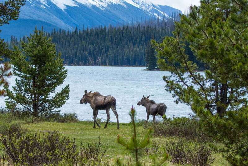 Jasper: Wildlife and Waterfalls Tour with Lakeshore Hike - The Sum Up