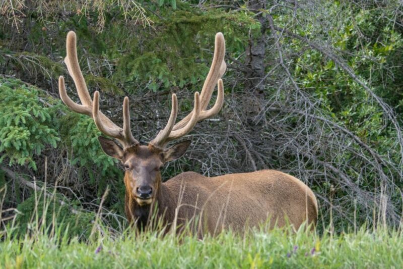 Jasper: Wildlife and Waterfalls Tour with Lakeshore Hike - Frequently Asked Questions