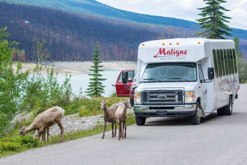 Jasper: Wildlife and Waterfalls Tour with Maligne Cruise - Starting Your Day in Jasper