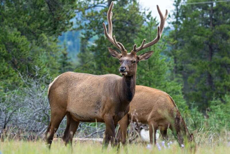 Jasper: Wildlife and Waterfalls Tour with Maligne Cruise - Medicine Lake: The Disappearing Wonder