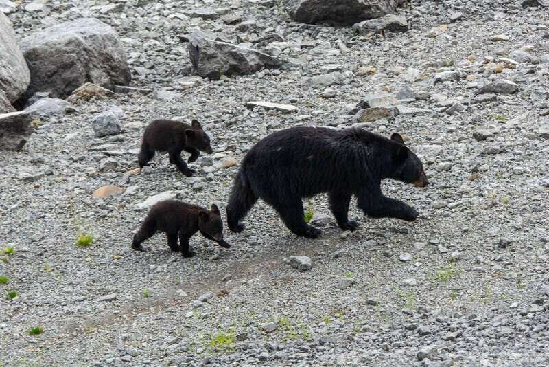 Jasper: Wildlife and Waterfalls Tour with Maligne Cruise - The Experience’s Overall Value