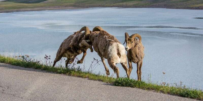 Jasper: Wildlife and Waterfalls Tour with Maligne Cruise - Weather and Clothing Tips
