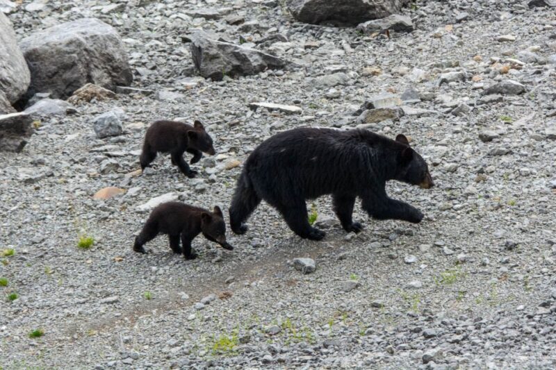 Jasper: Wildlife and Waterfalls Tour with Maligne Cruise - The Fire’s Impact and Tour Adaptations