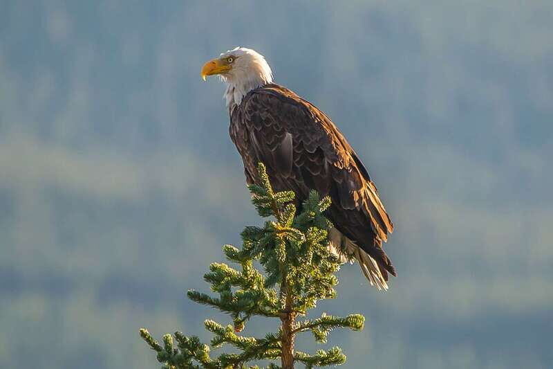 Jasper: Wildlife and Waterfalls Tour with Maligne Cruise - Who Will Love This Tour?