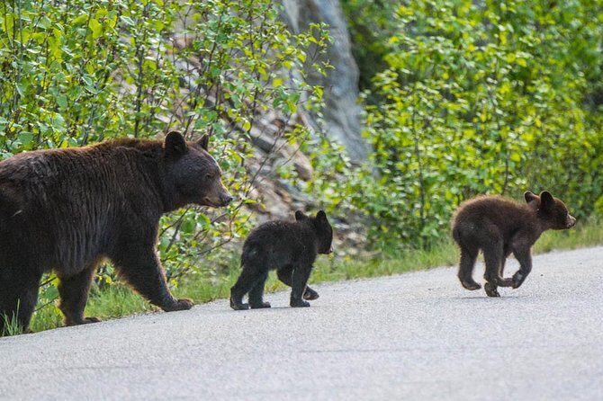 Jasper Wildlife and Waterfalls Tour with Maligne Lake Hike - Transportation and Group Size