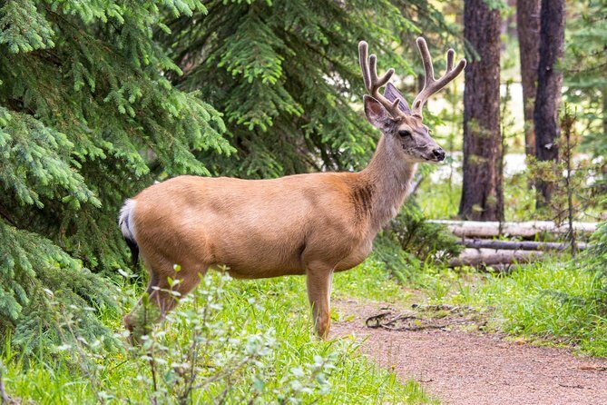 Jasper Wildlife and Waterfalls Tour with Maligne Lake Hike - Price and Value