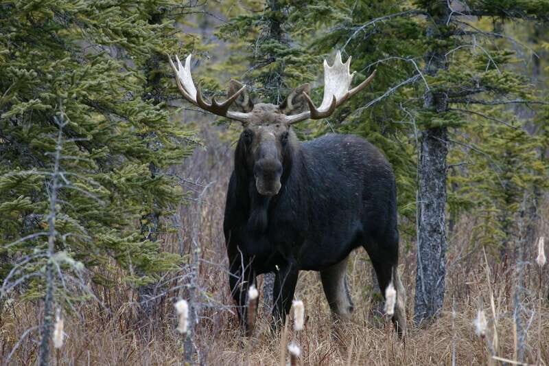 Jasper: Winter Wildlife Bus Tour in Jasper National Park - FAQ