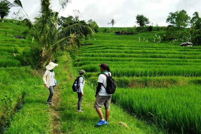 Jatiluwih full day e-bike cycling with lunch & trekking program - The Sum Up