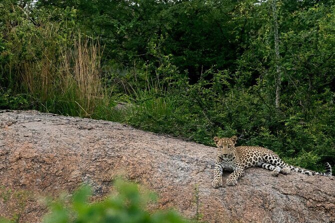 Jawai Leopard Wildlife Safari - Frequently Asked Questions