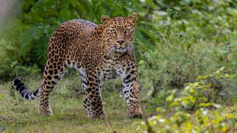 Jawai Leopard Wildlife Safari Private Tour In a 4x4 Jeep - What to Expect on the Safari