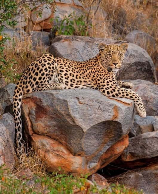 Jawai Leopard Wildlife Safari Private Tour In a 4x4 Jeep - The Experience of Human-Wildlife Coexistence
