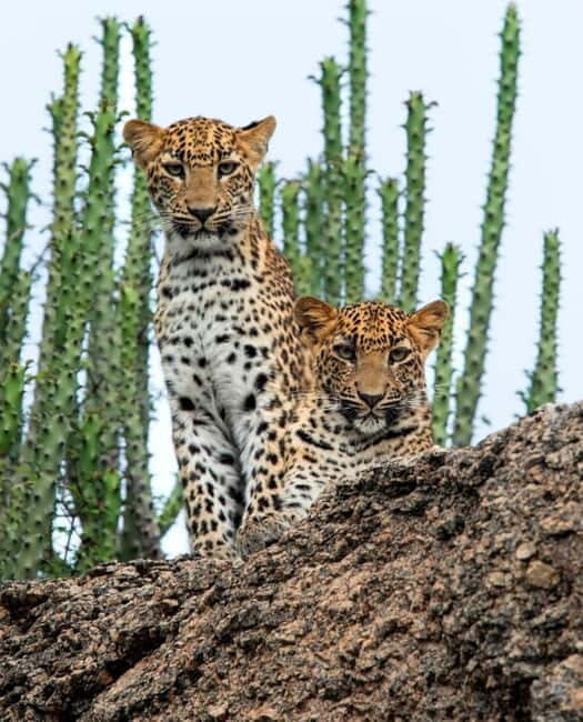 Jawai Leopard Wildlife Safari Private Tour In a 4x4 Jeep - Practical Details and Logistics