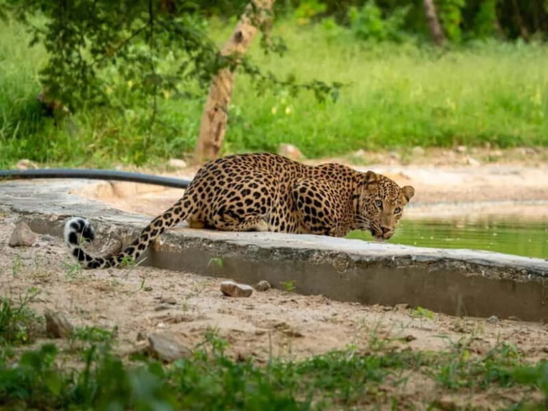 Jawai Leopard Wildlife Safari Private Tour In a 4x4 Jeep - Whats the Value?