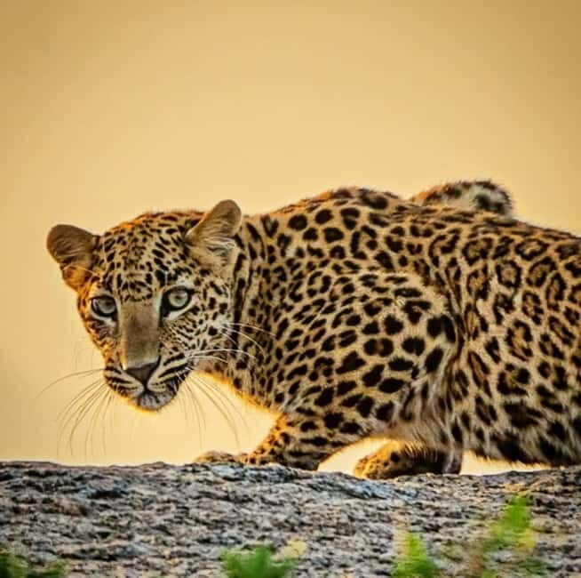 Jawai Leopard Wildlife Safari Private Tour In a 4x4 Jeep - Who Should Consider This Tour?