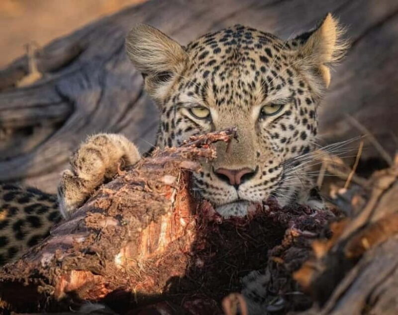 Jawai Leopard Wildlife Safari Private Tour In a 4x4 Jeep - The Sum Up