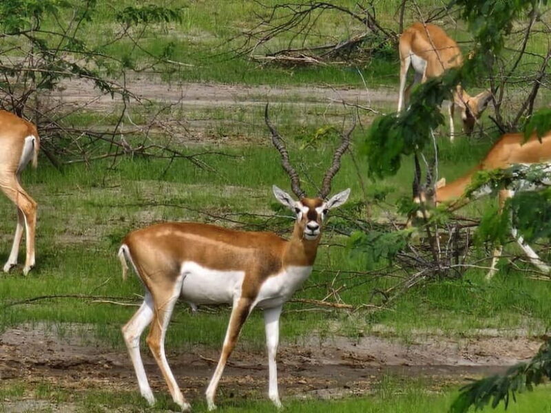 JDH : Bishnoi Village Safari With Overnight Stay in Village - Why This Tour Adds Value to Your Rajasthan Trip