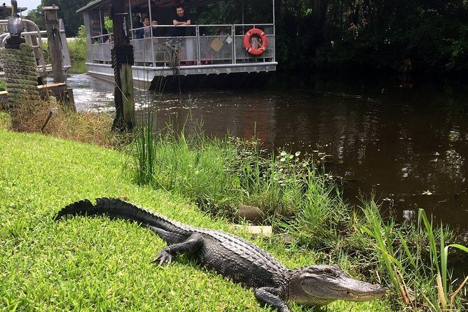 Jean Lafitte 90-Minute Swamp and Bayou Boat Tour - An In-Depth Look at the Tour Experience