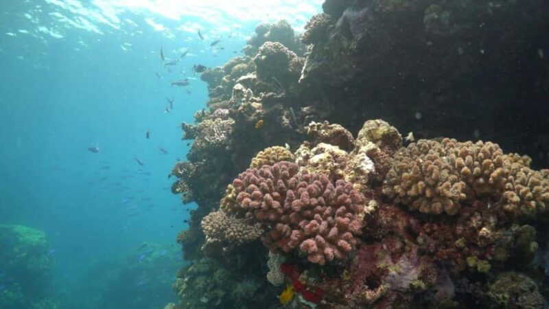 Jeddah: Bayada Islands Group Snorkeling Adventure with Gear - An In-Depth Look at the Snorkeling Tour
