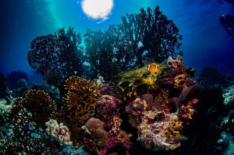 Jeddah: Guided Snorkeling Trip with Snacks and Drinks - Who Should Consider This Tour?