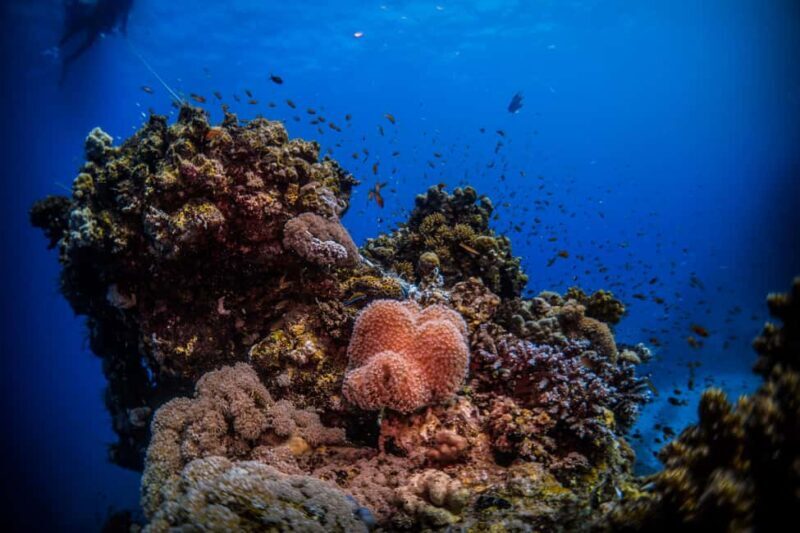 Jeddah: Guided Snorkeling Trip with Snacks and Drinks - The Sum Up: Who Will Love This Snorkeling Trip?