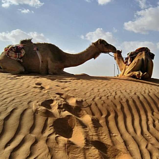 Jeddah: Quad Bike Ride, Bedouin Herd, and Desert Farm Tour - An Overview of the Experience