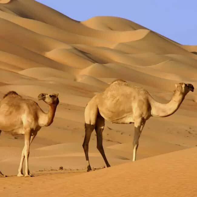 Jeddah: Quad Bike Ride, Bedouin Herd, and Desert Farm Tour - The Value and Why It Matters