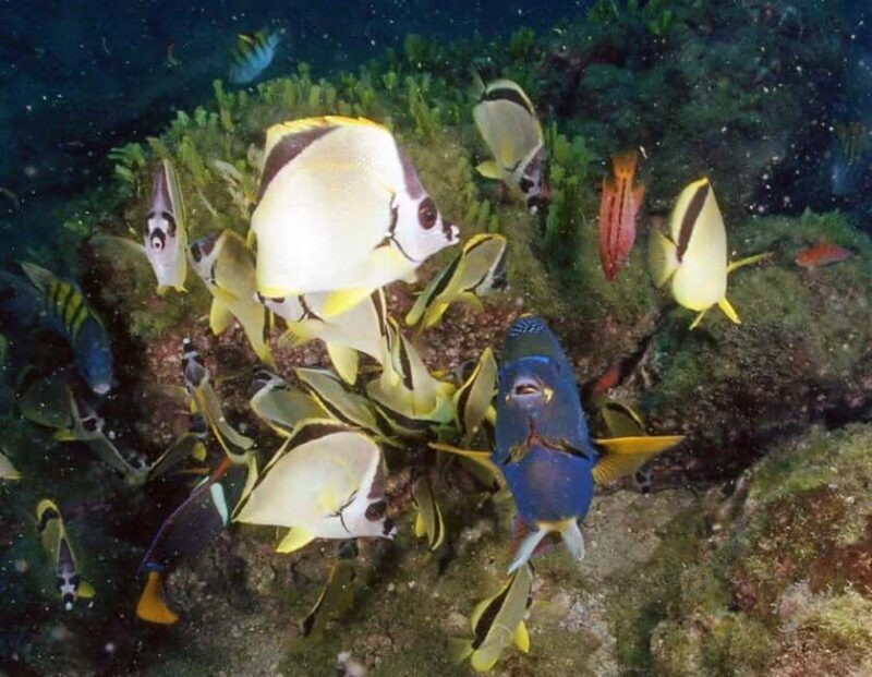Jeddah's Oceanic Wonders: Dive into the Red Sea - An Introduction to the Red Seas Underwater Magic