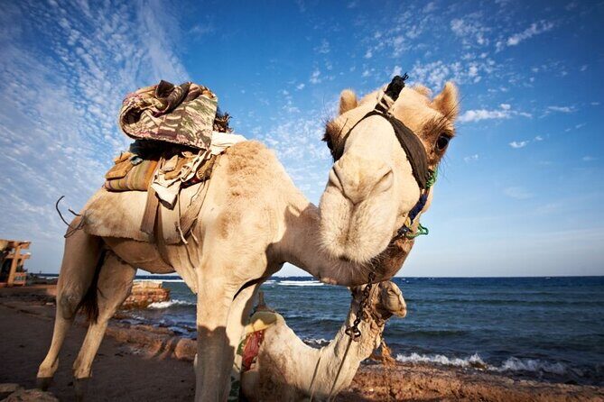 Jeep Adventure to Canyon Salama and Dahab from Sharm El-Sheikh - Key Points