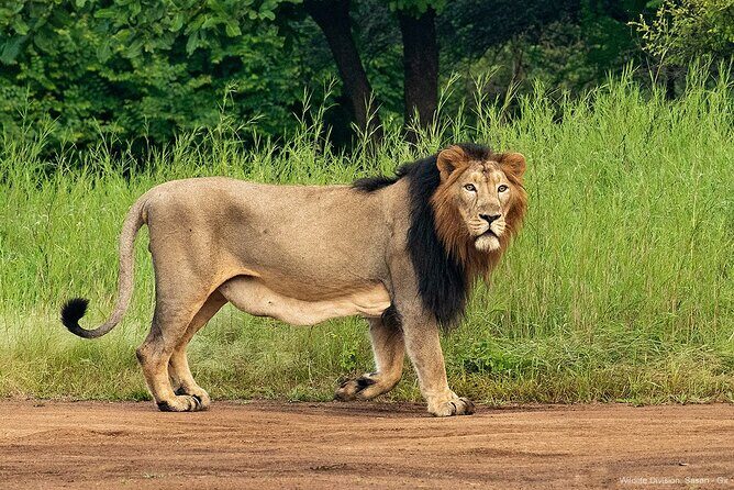 Jeep Safari: A Skip the line access to Devalia Safari Park India - Key Points