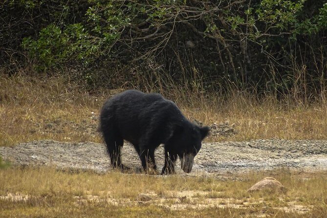 Jeep Safari at Kumana National Park - Key Points