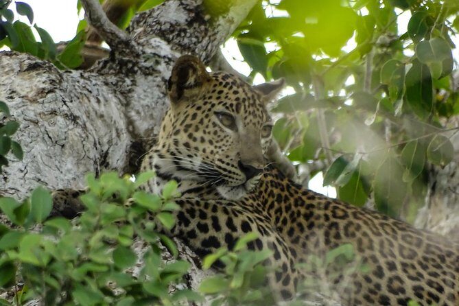 Jeep Safari at Kumana National Park - The Itinerary: What You Can Expect