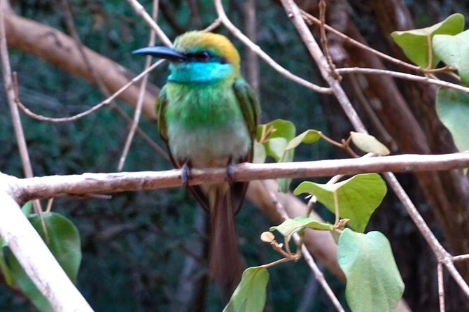 Jeep Safari at Kumana National Park - Final Thoughts: The Value of a Wildlife Jeep Safari