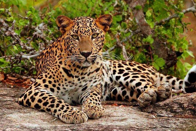 Jeep Safari to Yala National Park With an Expert Of Wild Life - Key Points