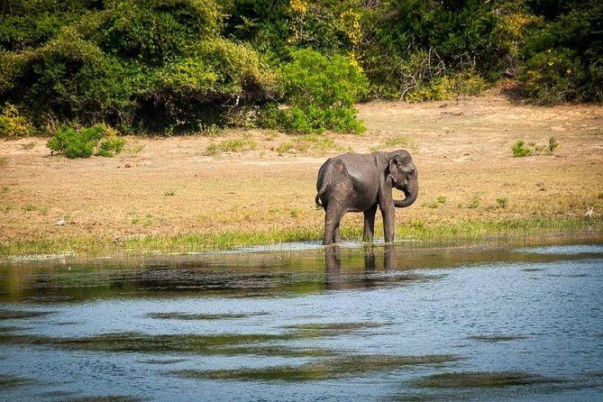 Jeep Safari to Yala National Park With an Expert Of Wild Life - The Itinerary in Detail