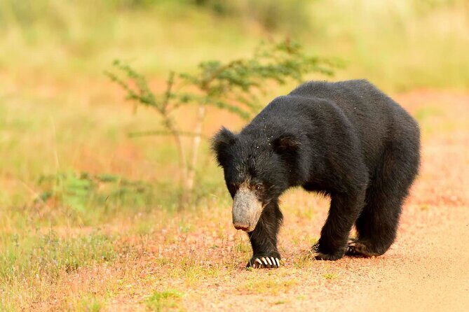 Jeep Safari to Yala National Park With an Expert Of Wild Life - Why This Tour Stands Out