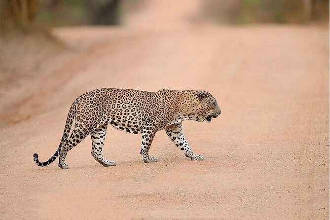 Jeep Safari to Yala National Park With an Expert Of Wild Life - Who Should Consider This Tour?