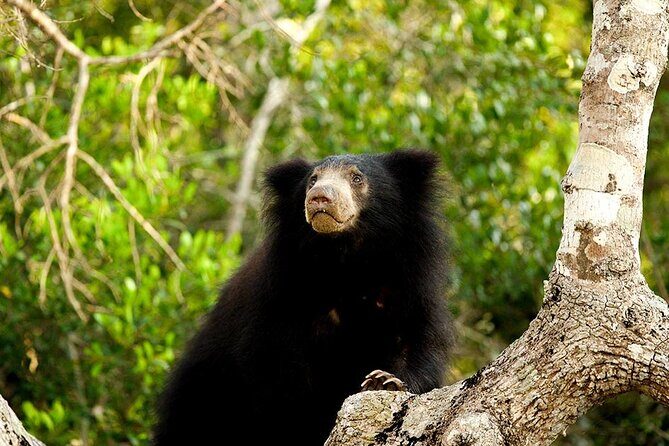 Jeep Safari to Yala National Park With an Expert Of Wild Life - The Sum Up