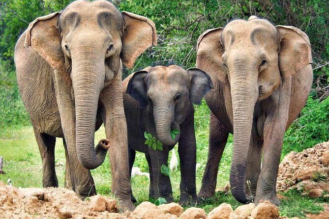 Jeep Safari to Yala National Park With an Expert Of Wild Life - Frequently Asked Questions