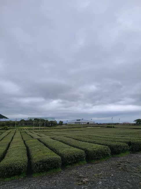 Jeju: Cherry Blossom South & West Day Tour with Hotel Pickup - In-Depth Look at the Tour Experience