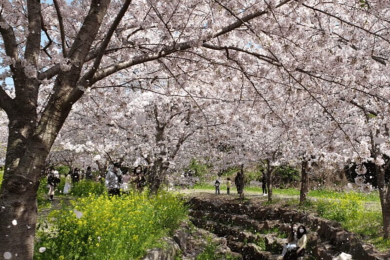 Jeju: Cherry Blossom South & West Day Tour with Hotel Pickup - Final Thoughts