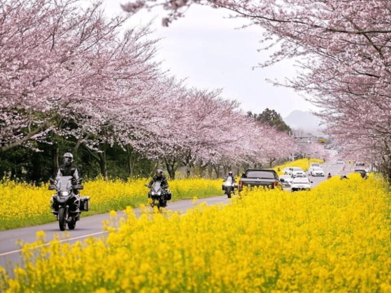 Jeju East: Cherry Blossom Early Bird Tour with Hotel Pickup - Scenic Drive Through Jeju’s Countryside
