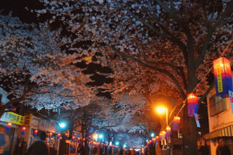 Jeju East: Cherry Blossom Early Bird Tour with Hotel Pickup - Ilchul Land and Themed Gardens