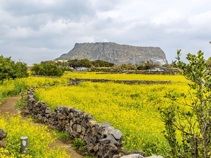 Jeju East: Cherry Blossom Early Bird Tour with Hotel Pickup - Seongsan Ilchulbong: Sunrise Peak