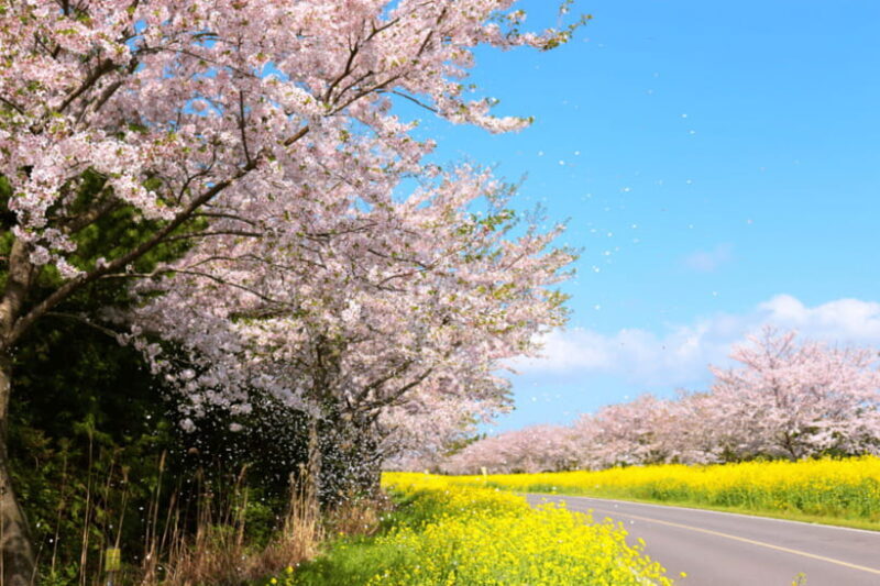 Jeju East: Cherry Blossom Early Bird Tour with Hotel Pickup - Tour Ending Options