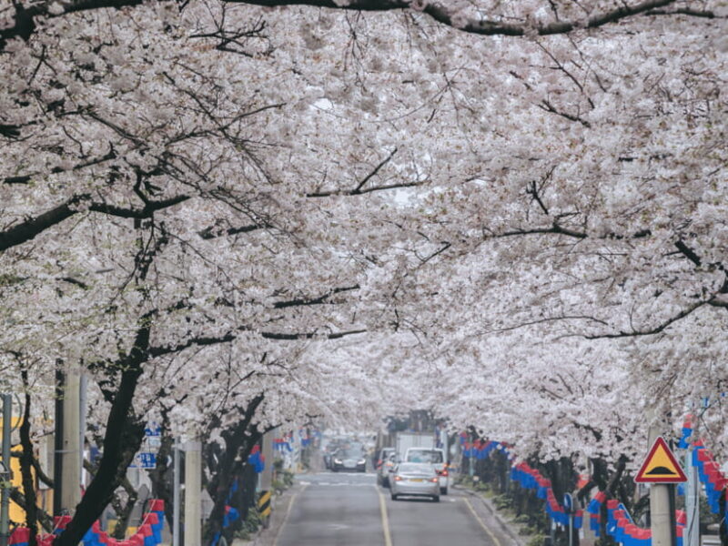 Jeju East: Cherry Blossom Early Bird Tour with Hotel Pickup - Value and Pricing Analysis