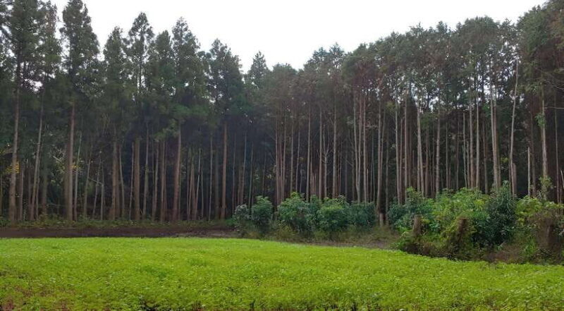 Jeju East: K-Drama Filming Spots Tour with Hotel Pickup - Final Thoughts: Is This Tour Right for You?