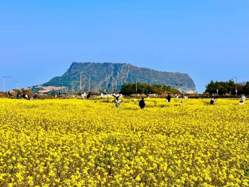 Jeju East: Small Group Healing Tour w/Woman Divers Show - A Well-Balanced Itinerary with Rich Details
