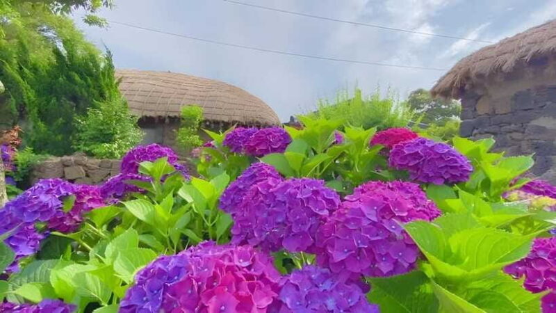 Jeju Hydragea Festival Tour : EAST Route - Authenticity and Value