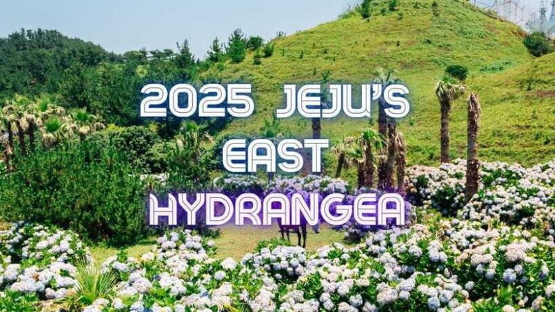 Jeju Hydragea Festival Tour : EAST Route - FAQ