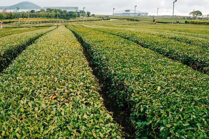 Jeju island Southern UNESCO Day Tour With Hallasan MT - The Sum Up